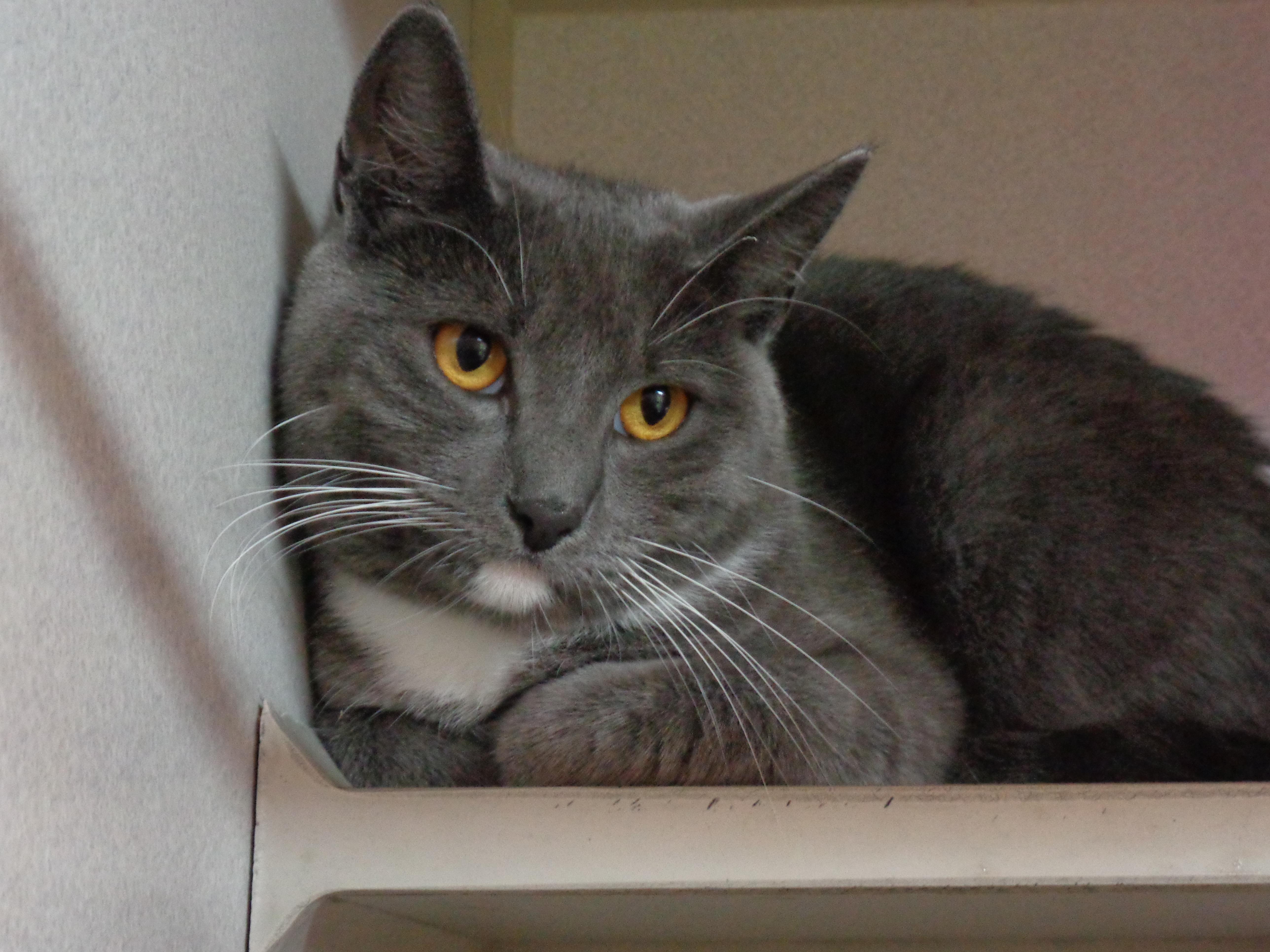 DIXIE, ADOPTABLE, Young Female Domestic Short Hair.