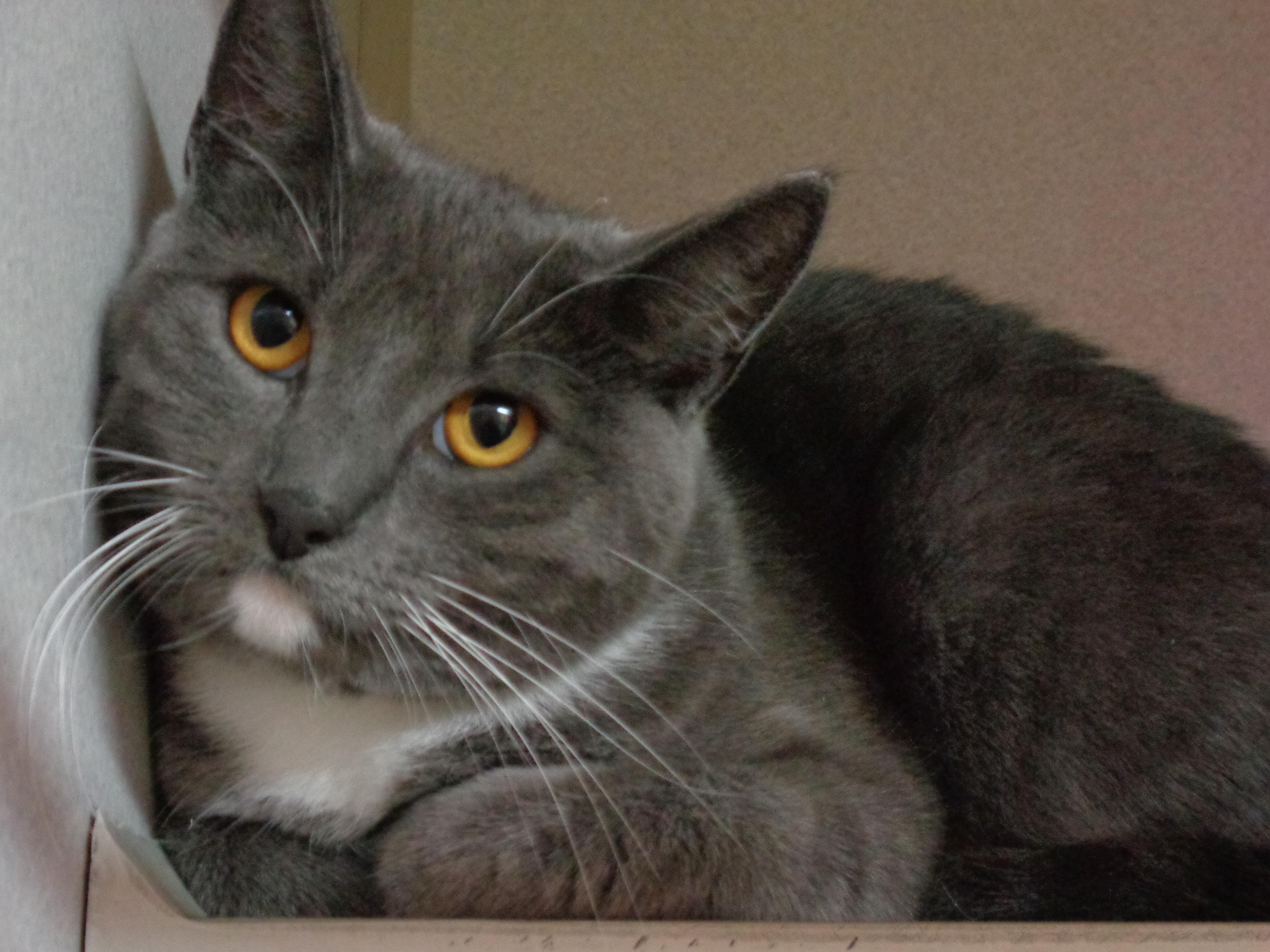 Enlarge DIXIE, a Adoptable Domestic Short Hair in Delhi, NY image 2/3