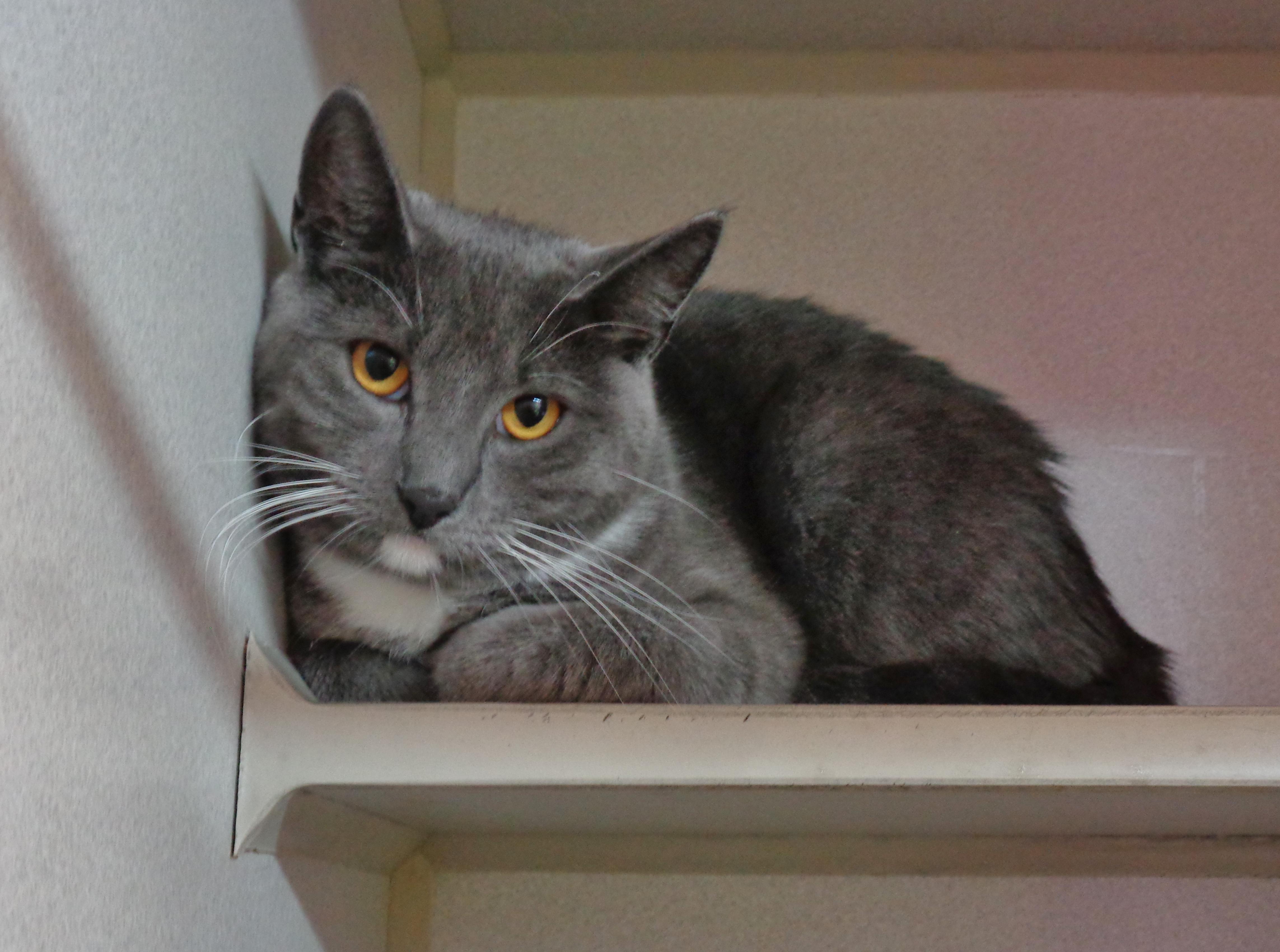 Enlarge DIXIE, a Adoptable Domestic Short Hair in Delhi, NY image 3/3
