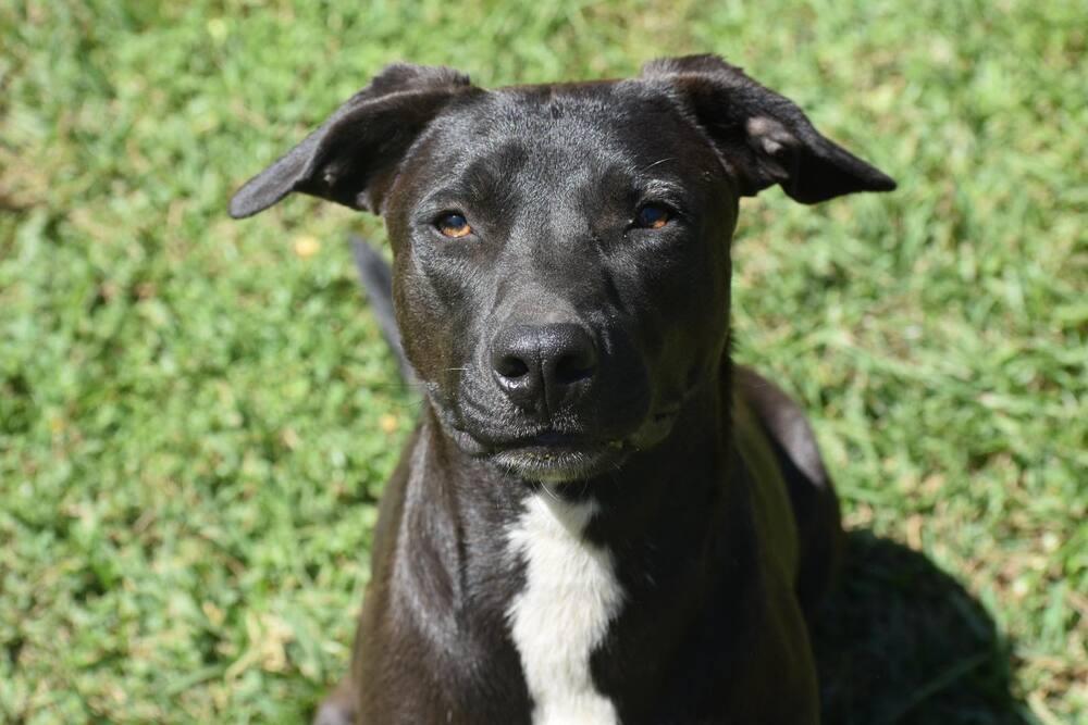 Pepper, Adoptable, Adult Male Pit Bull Terrier & American Staffordshire Terrier.