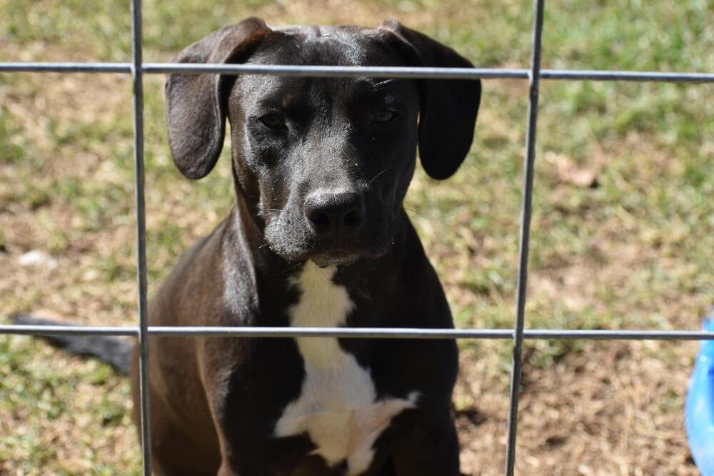 Pepper, Adoptable, Adult Male Pit Bull Terrier & American Staffordshire Terrier.