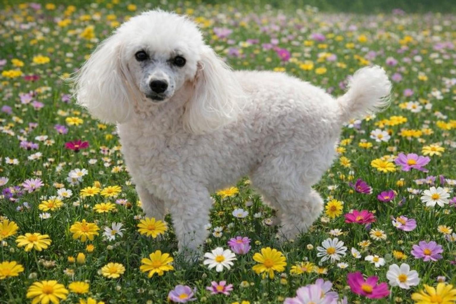 Enlarge Cody, a Adoptable Poodle in warrenville, SC image 1/1