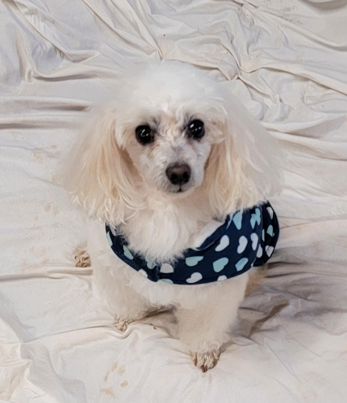 Cody, a Adoptable Poodle in warrenville, SC image 1/2