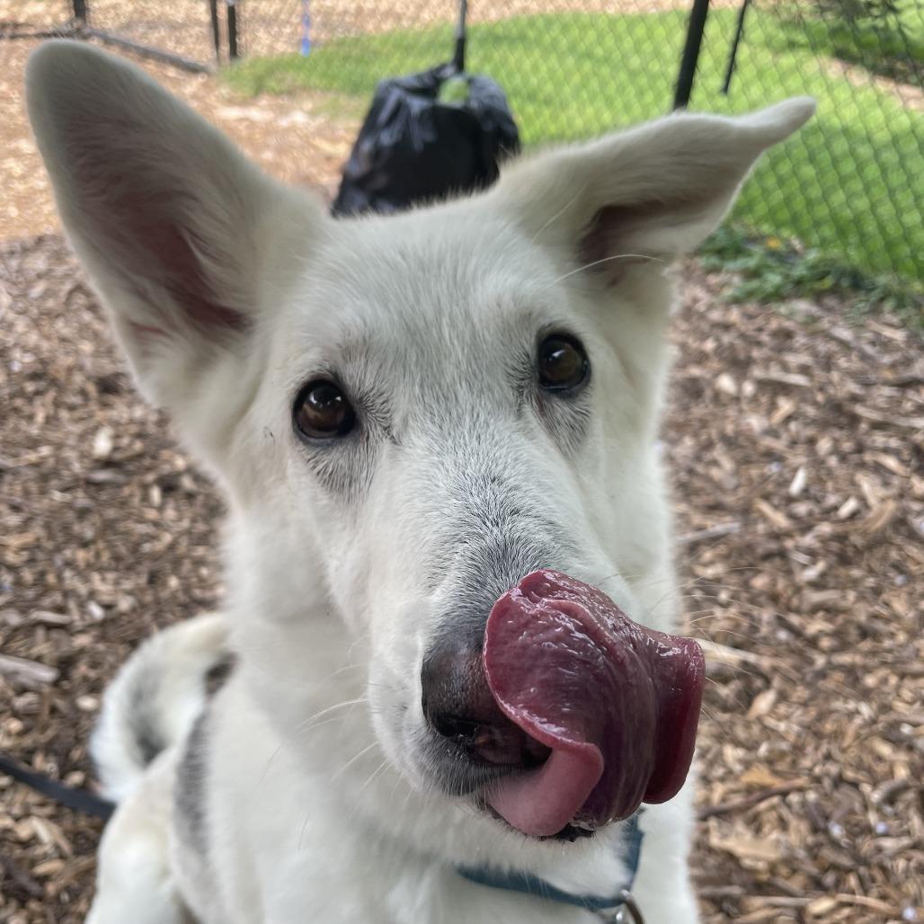 Enlarge Heidi, a Adoptable mixed breed in Briarcliff Manor, NY image 2/6