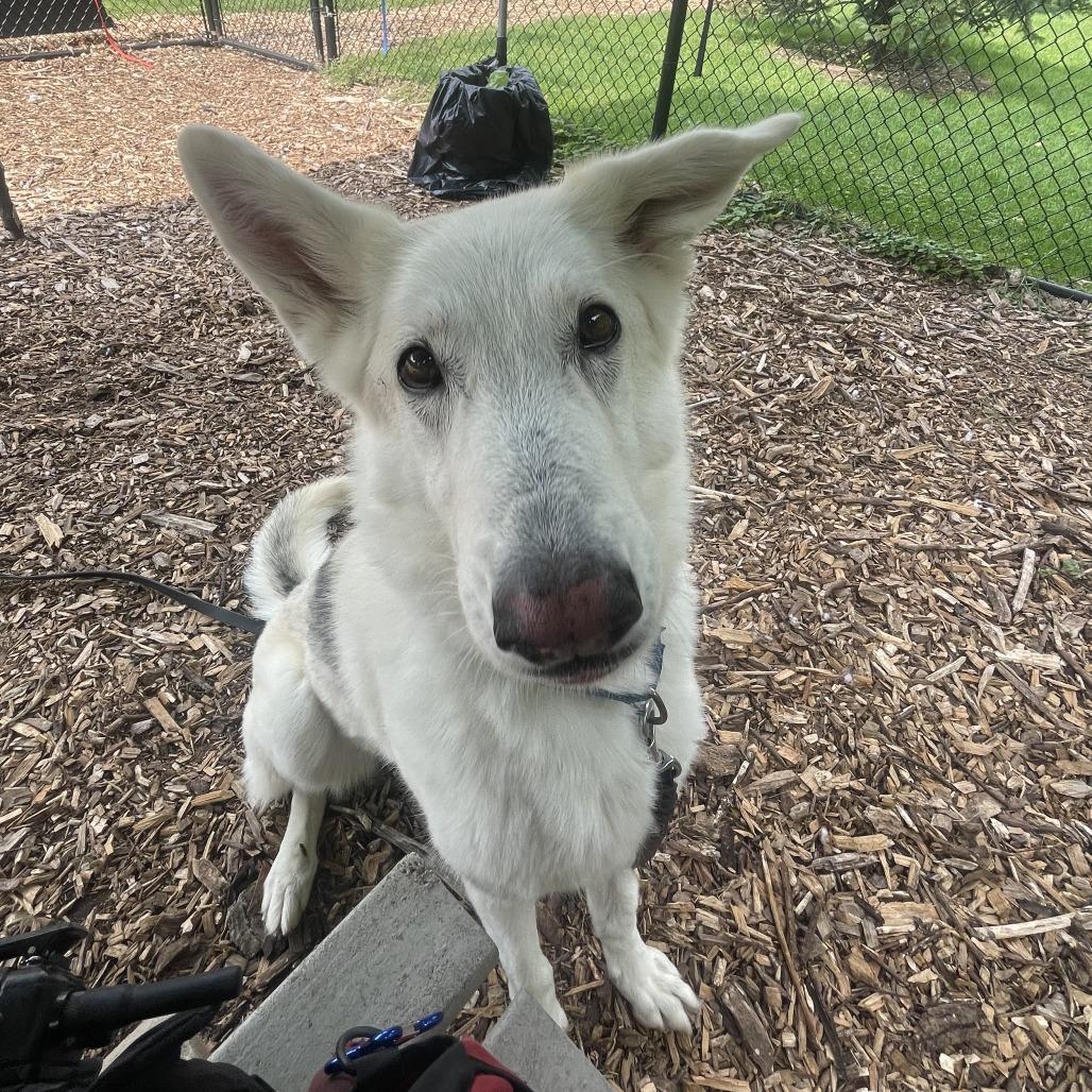 Enlarge Heidi, a Adoptable mixed breed in Briarcliff Manor, NY image 3/6