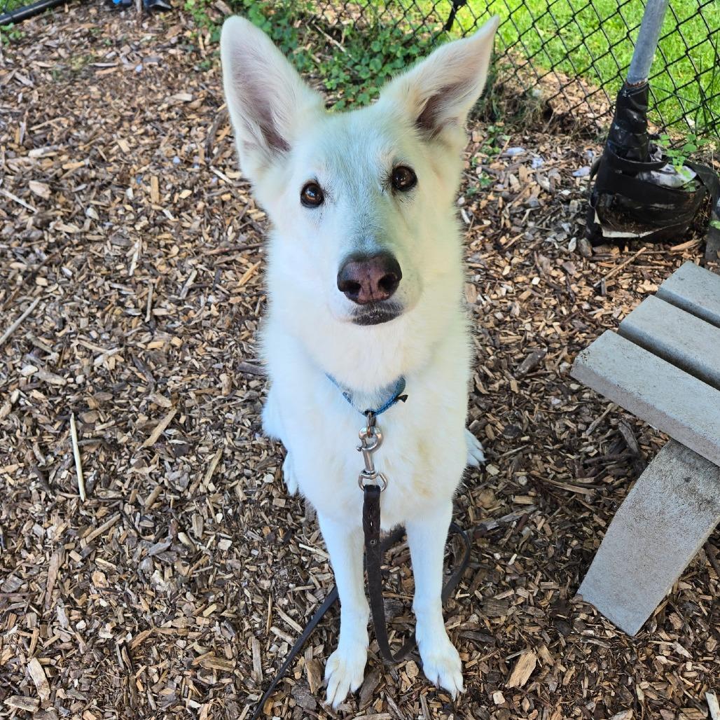Enlarge Heidi, a Adoptable mixed breed in Briarcliff Manor, NY image 4/6