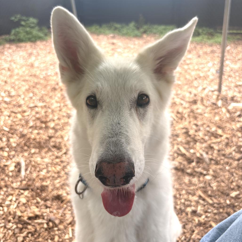Enlarge Heidi, a Adoptable mixed breed in Briarcliff Manor, NY image 5/6