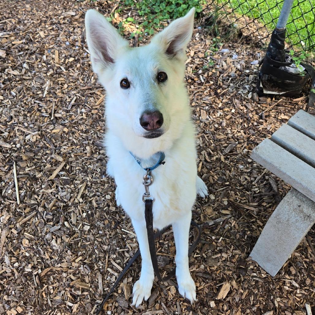 Enlarge Heidi, a Adoptable mixed breed in Briarcliff Manor, NY image 6/6
