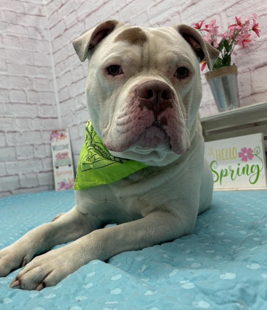 Coconut Shrimp, Adoptable, Adult Male Mixed Breed.
