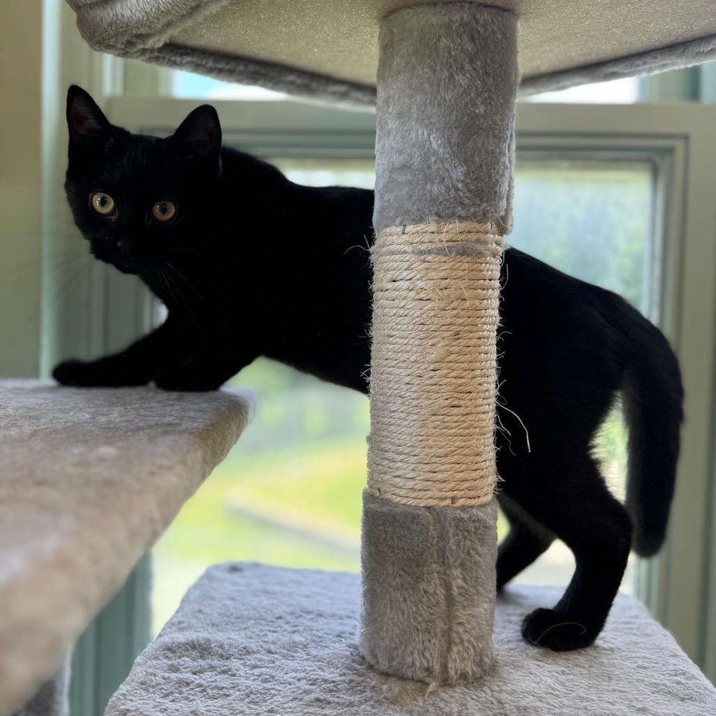 Enlarge Empanada, a Adoptable Domestic Short Hair in Easton, PA image 1/5
