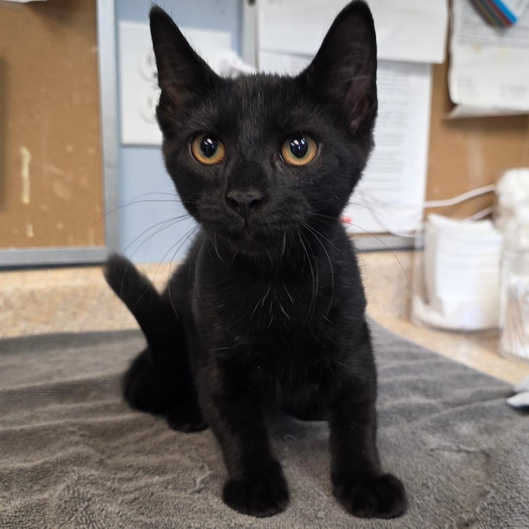 Enlarge Empanada, a Adoptable Domestic Short Hair in Easton, PA image 2/5