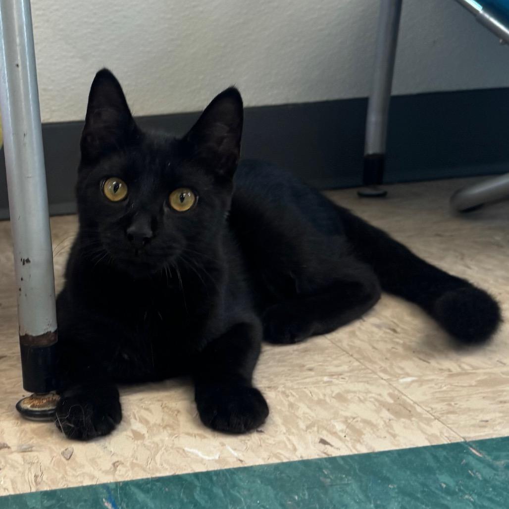 Enlarge Empanada, a Adoptable Domestic Short Hair in Easton, PA image 3/5