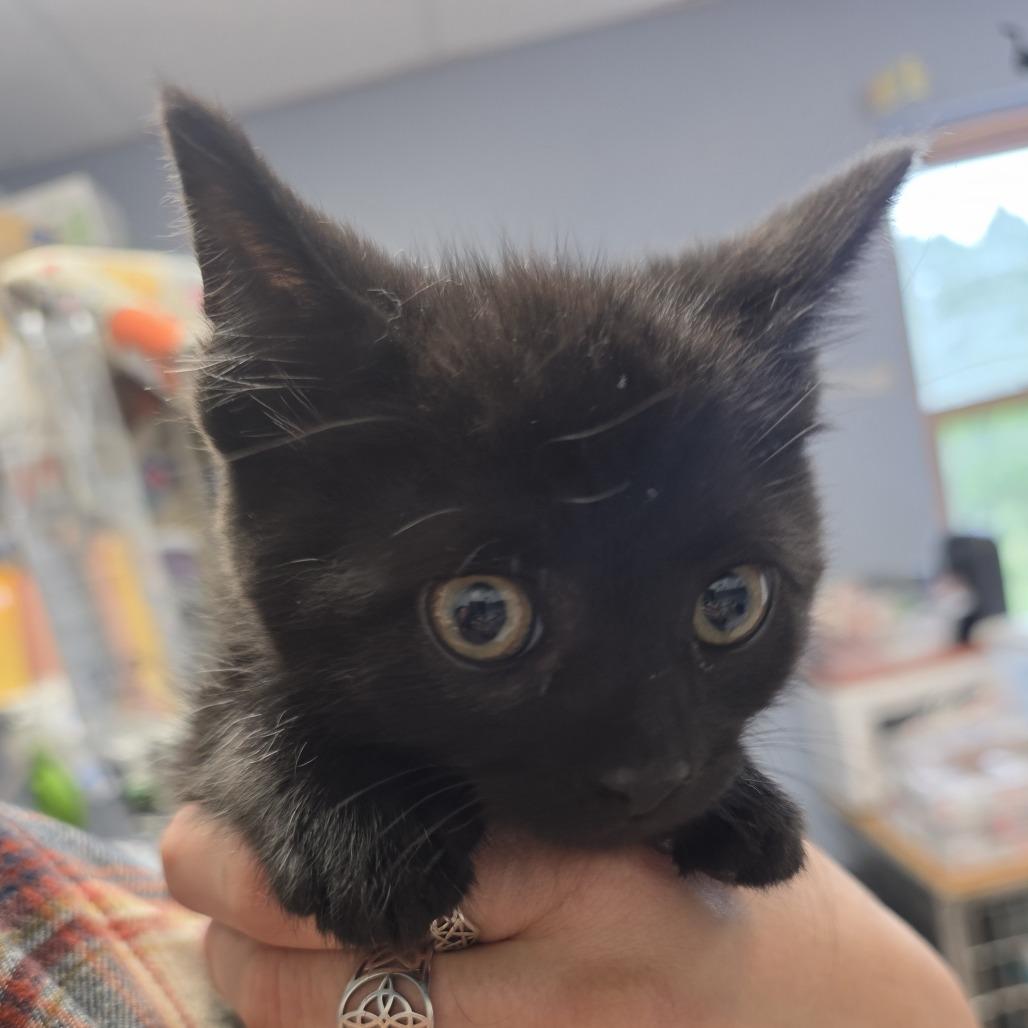 Enlarge Empanada, a Adoptable Domestic Short Hair in Easton, PA image 5/5