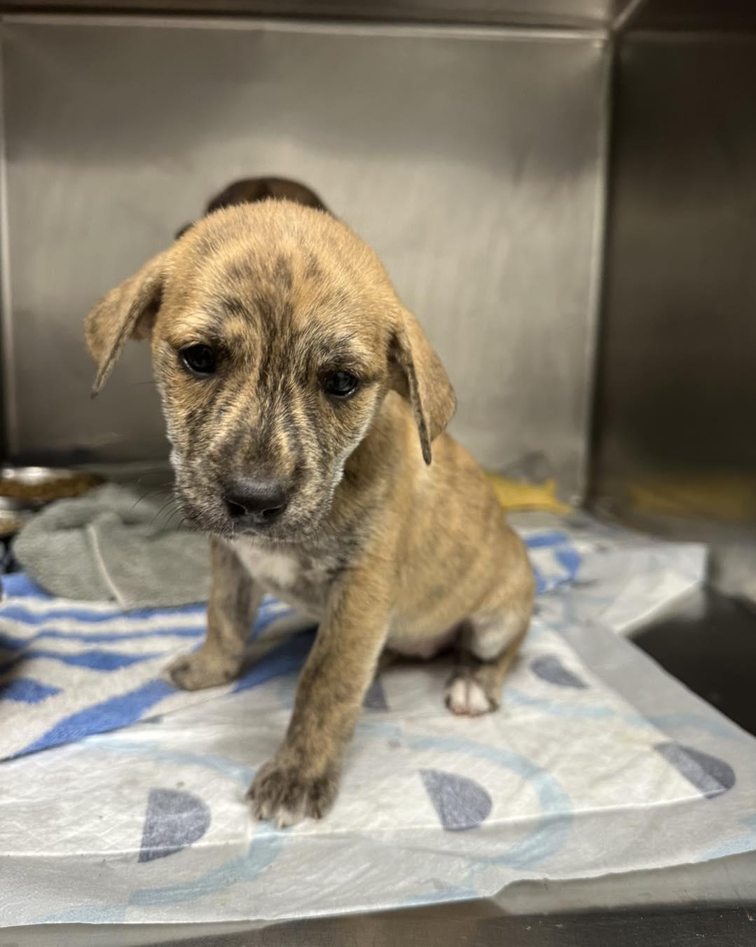 Enlarge Sonnet, a Adopted Mixed Breed in Huntsville , TX image 1/1