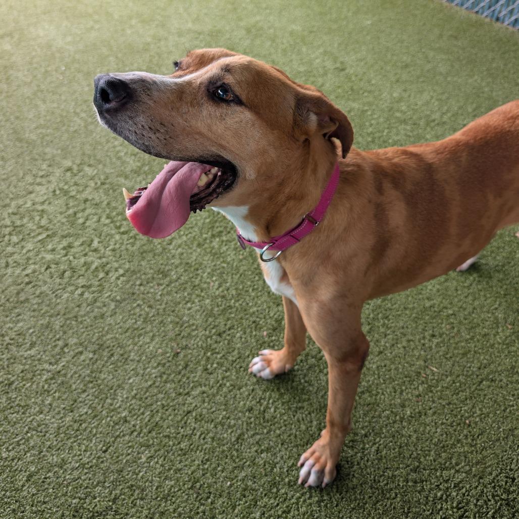 Sammy, Adoptable, Adult Female Great Dane & Mixed Breed.