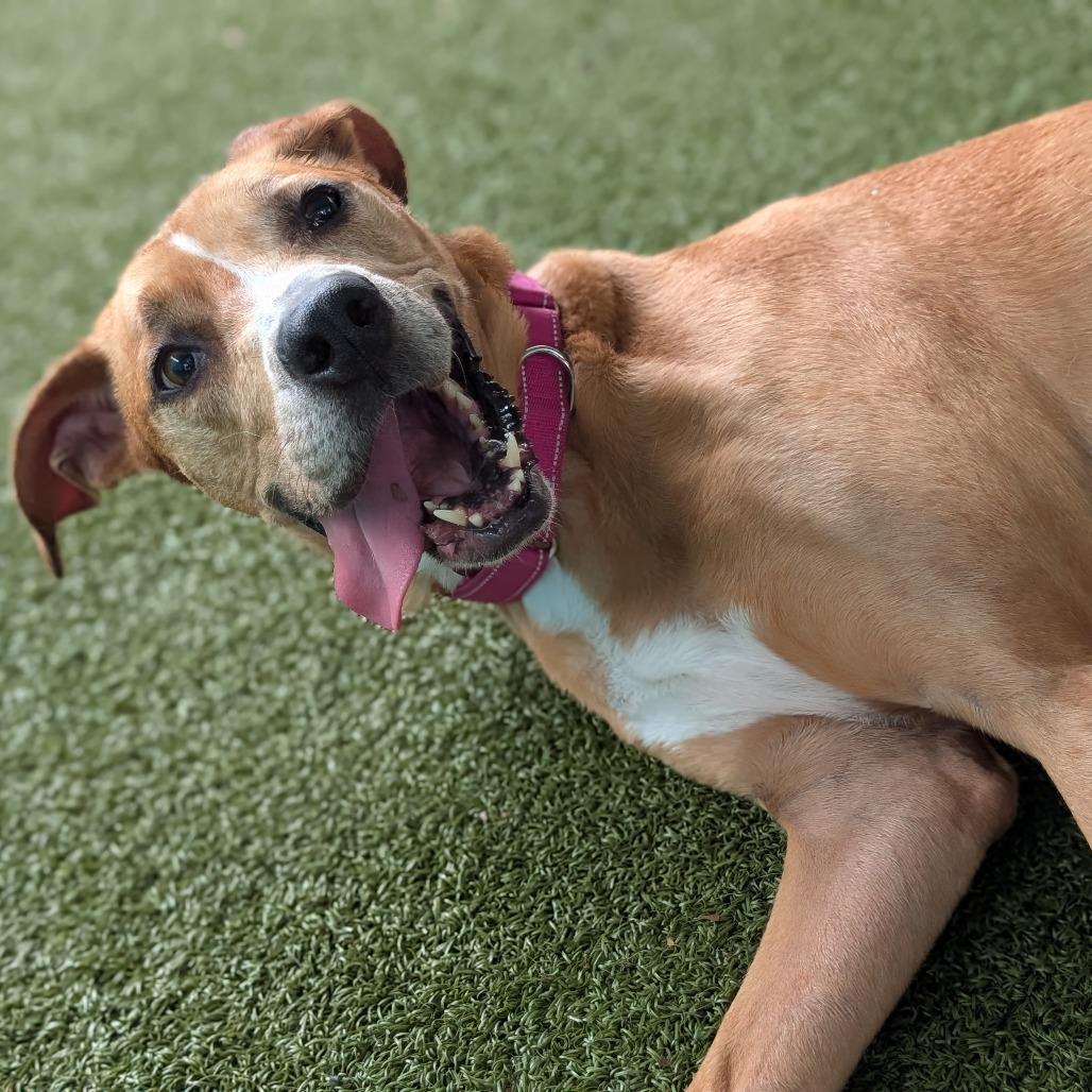 Enlarge Sammy, a Adoptable mixed breed in Lakeland, FL image 2/4