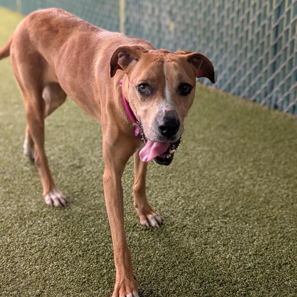Enlarge Sammy, a Adoptable mixed breed in Lakeland, FL image 3/4