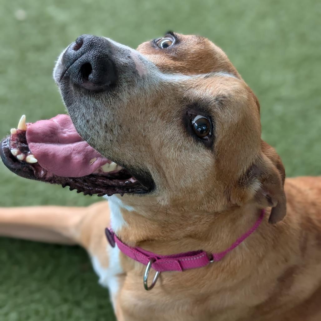 Enlarge Sammy, a Adoptable mixed breed in Lakeland, FL image 4/4