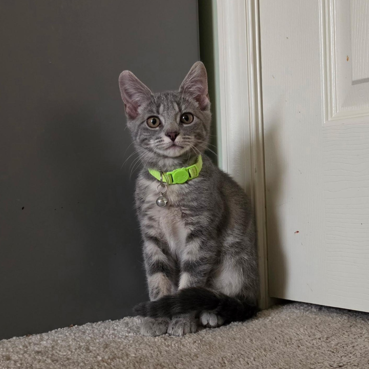 Enlarge Bonk, a Adoptable Domestic Short Hair in Manchester, MD image 2/2