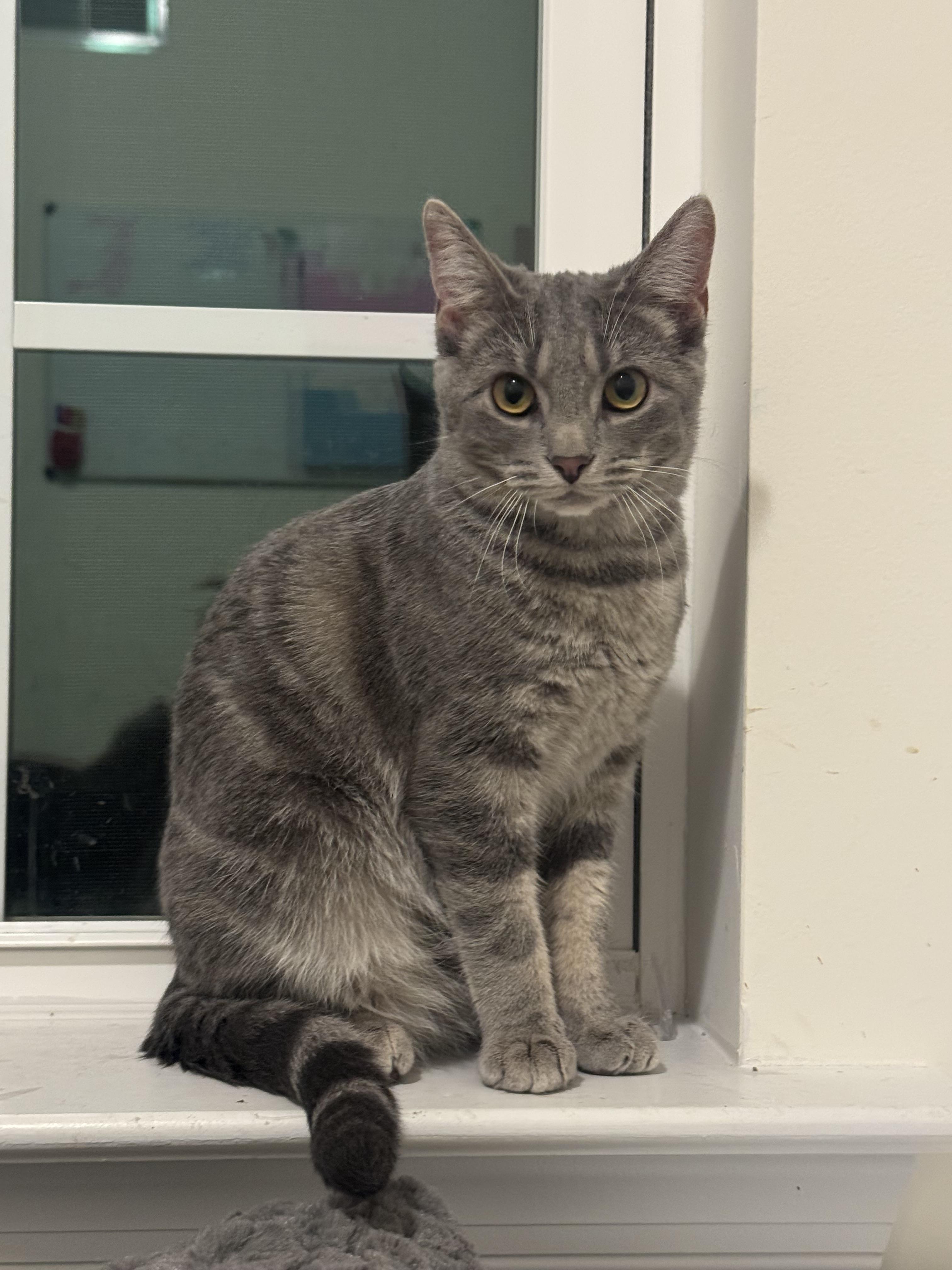 Bonk, Adoptable, Kitten Female Domestic Short Hair.