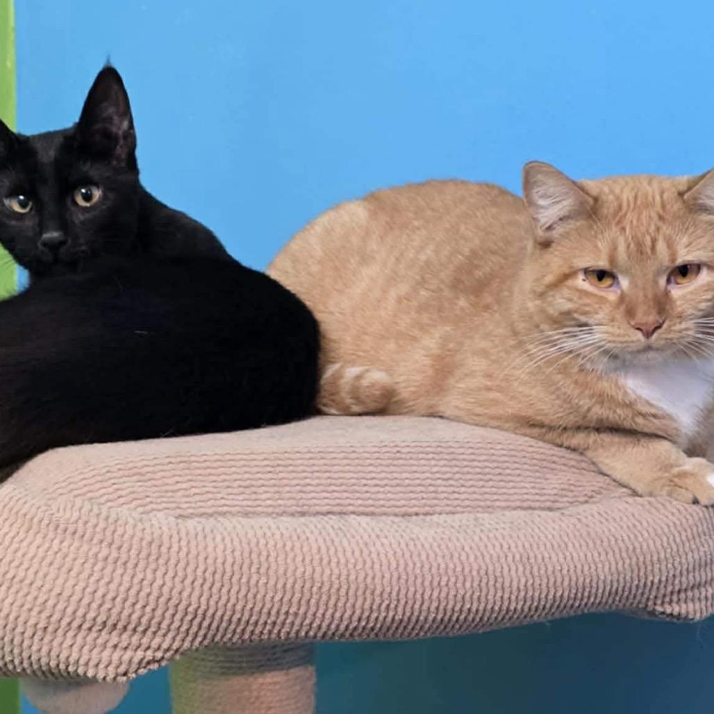 Clementine, Adoptable, Young Female Domestic Short Hair.