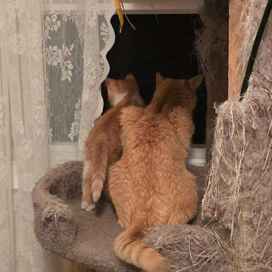 Enlarge Clementine, a Adoptable Domestic Short Hair in Mundelein, IL image 2/5