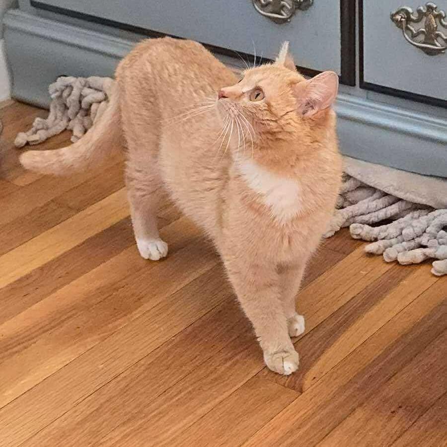 Enlarge Clementine, a Adoptable Domestic Short Hair in Mundelein, IL image 3/5