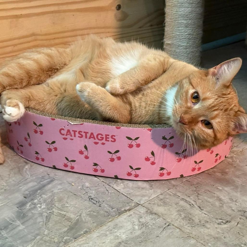 Enlarge Clementine, a Adoptable Domestic Short Hair in Mundelein, IL image 4/6