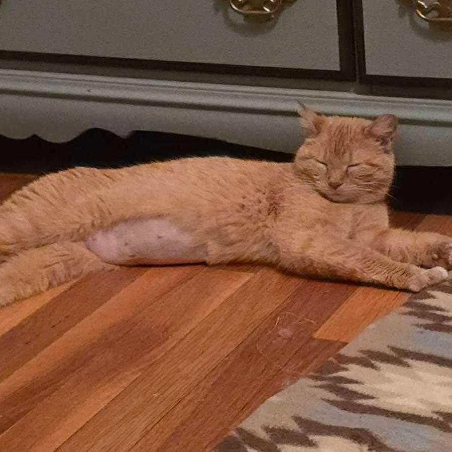 Enlarge Clementine, a Adoptable Domestic Short Hair in Mundelein, IL image 4/5