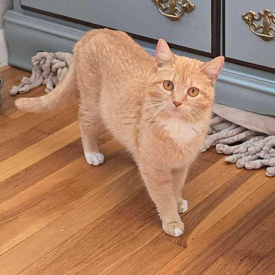Enlarge Clementine, a Adoptable Domestic Short Hair in Mundelein, IL image 5/5