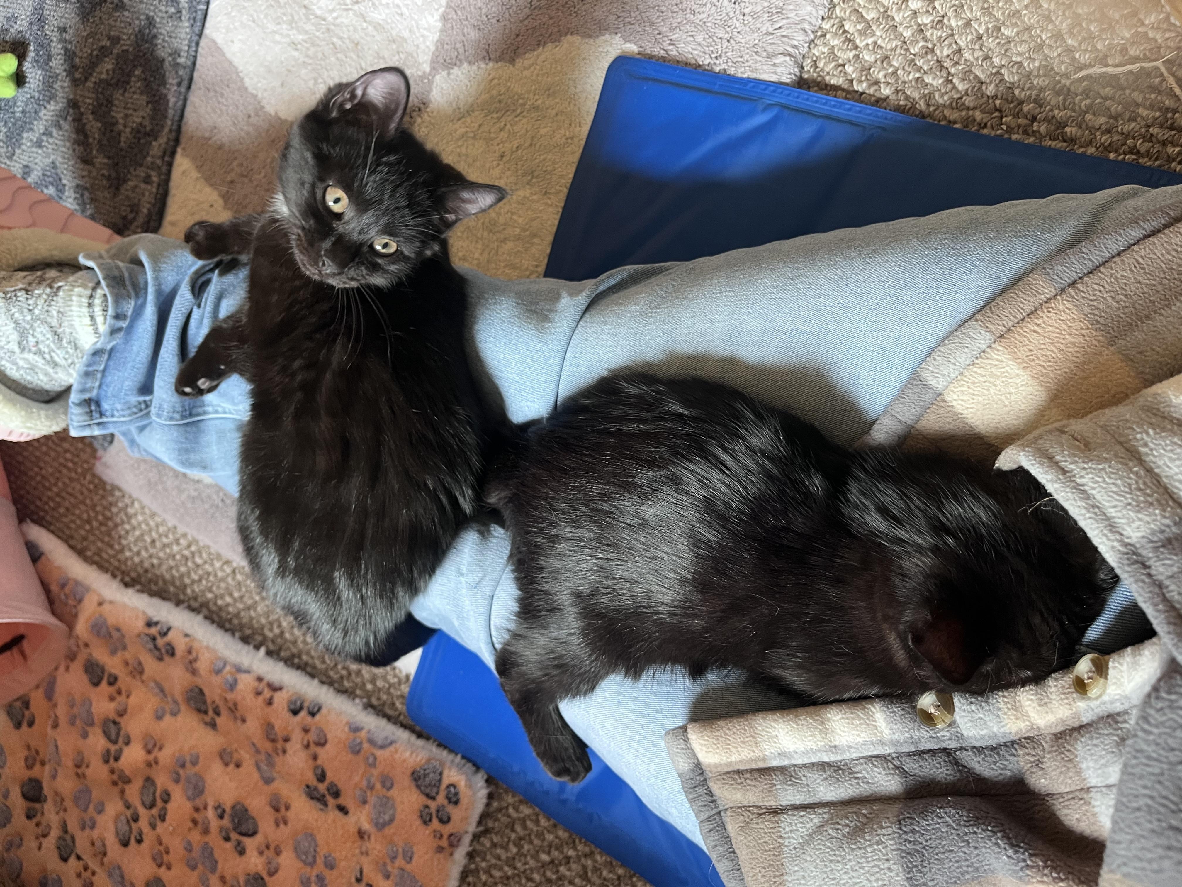 Pepper and Jack or Spice, ADOPTABLE, Kitten Female Domestic Short Hair.