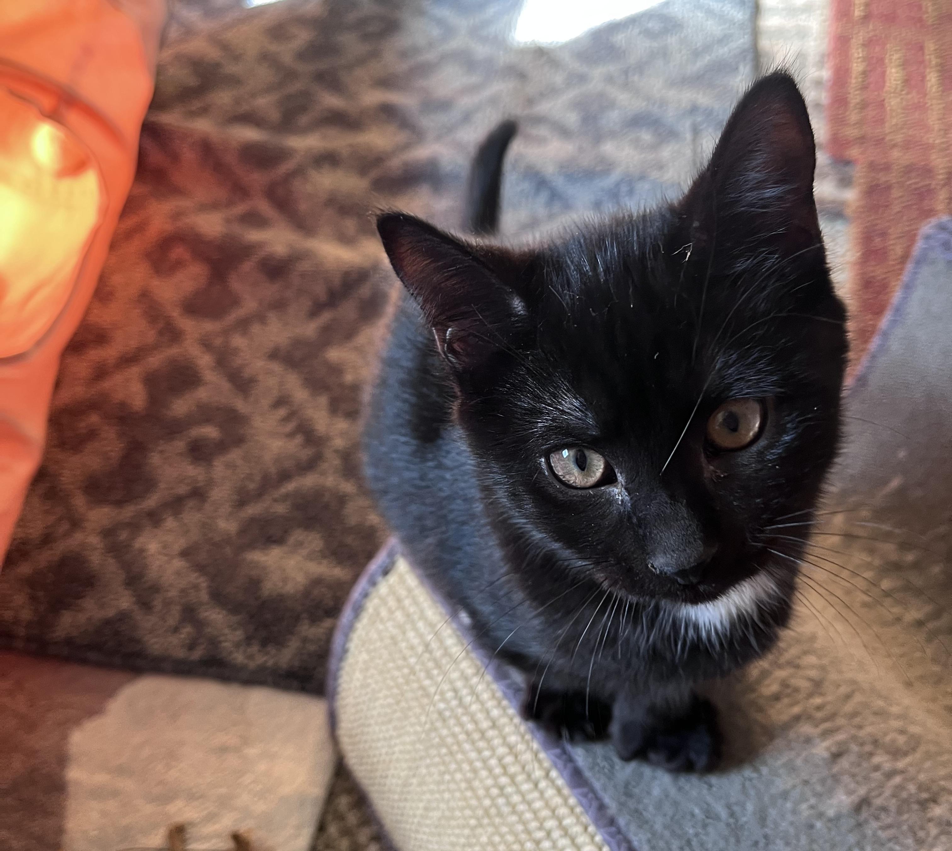 Pepper and Jack or Spice, a ADOPTABLE mixed breed in Albany, NY image 3/4