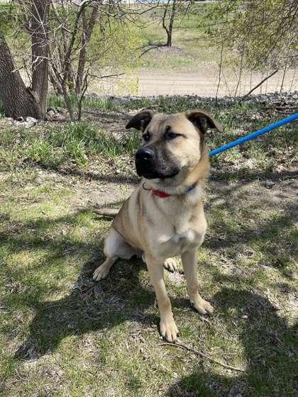 Enlarge Zander, a Adoptable mixed breed in Fergus Falls, MN image 1/3