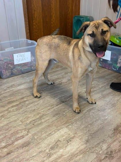 Enlarge Zander, a Adoptable mixed breed in Fergus Falls, MN image 2/3