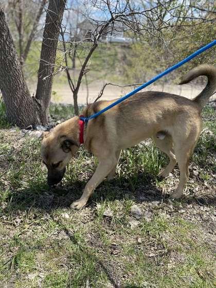 Enlarge Zander, a Adoptable mixed breed in Fergus Falls, MN image 3/3