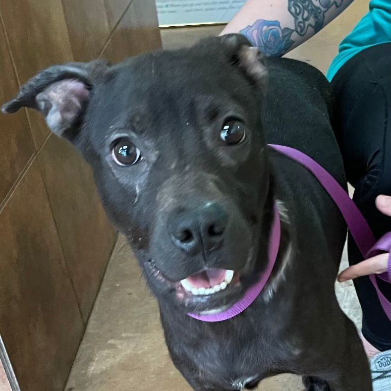 Dog for adoption Ricky, a Boxer Mix in Heber Springs, AR Petfinder