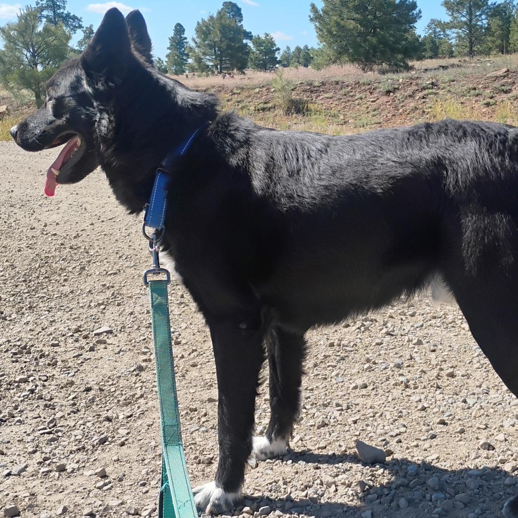 Bear, a Adoptable mixed breed in Pagosa Springs, CO image 1/3