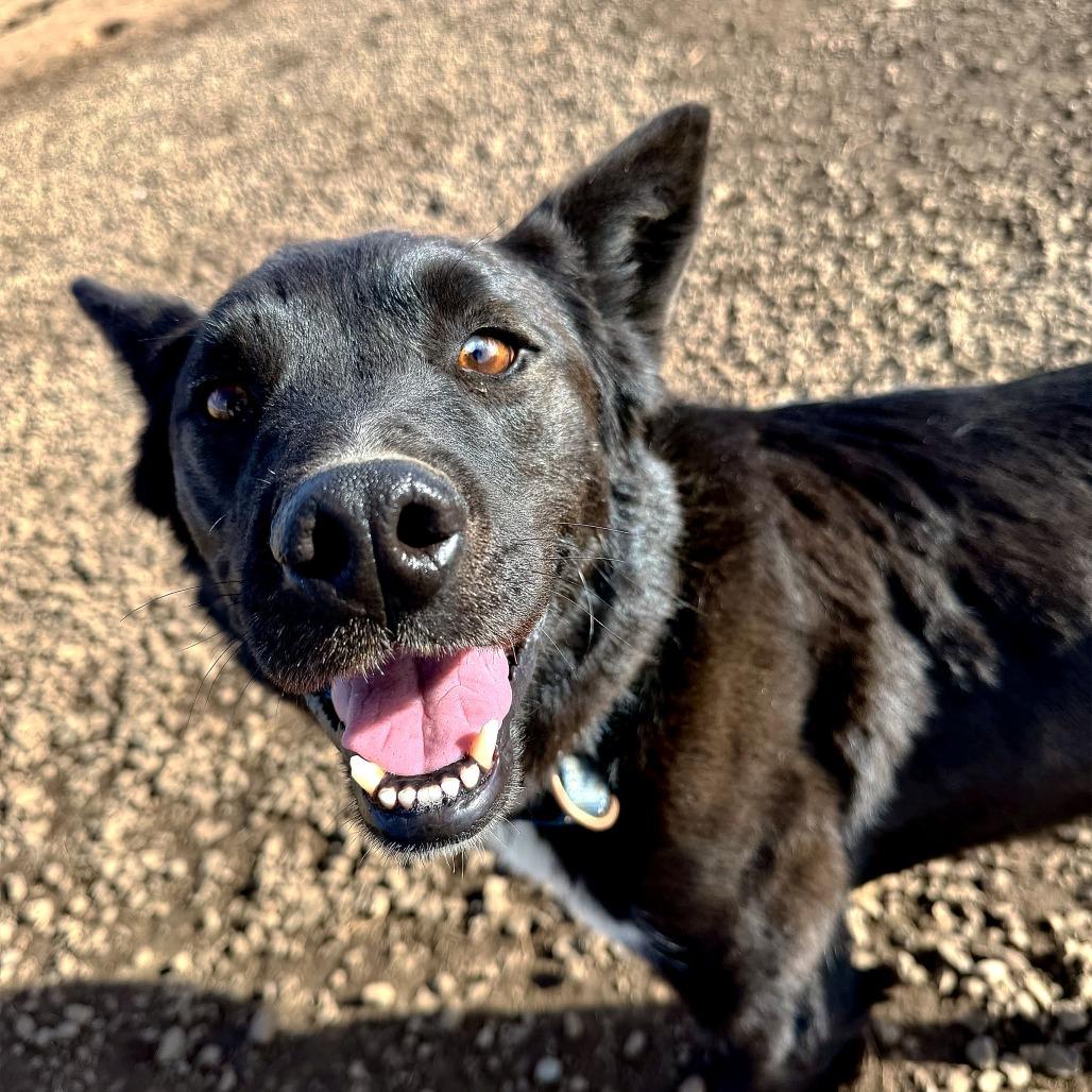 Enlarge Bear, a Adoptable mixed breed in Pagosa Springs, CO image 3/5