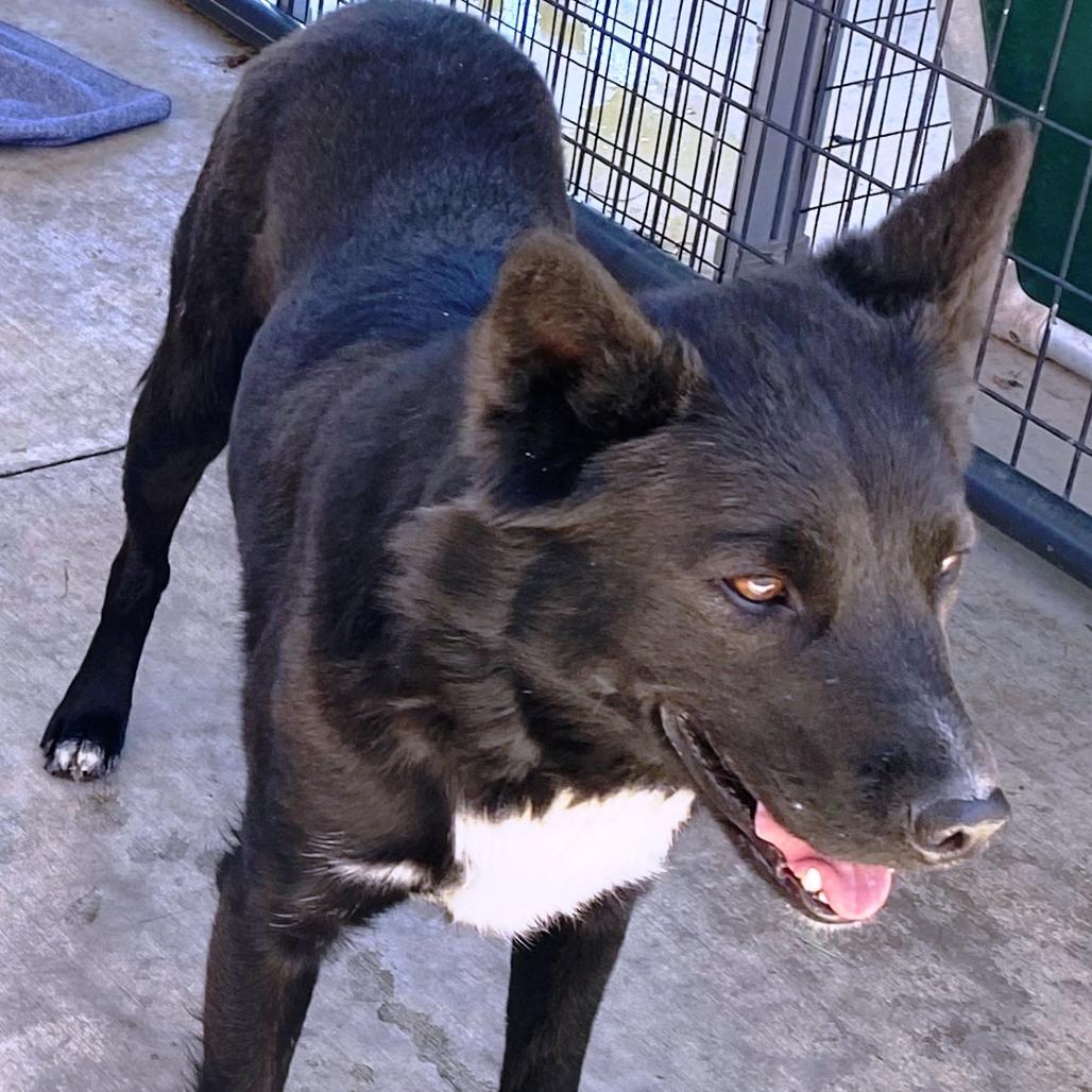Bear, a Adoptable mixed breed in Pagosa Springs, CO image 3/3