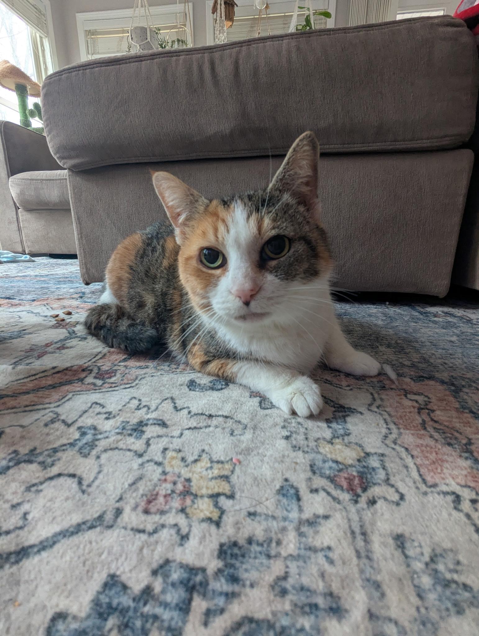 Enlarge Candy, a ADOPTABLE Calico in Kannapolis, NC image 6/6