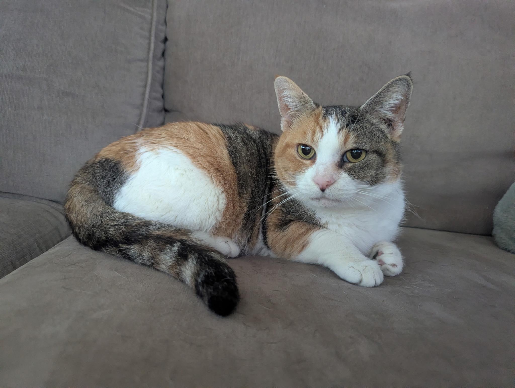 Enlarge Candy, a ADOPTABLE Calico in Kannapolis, NC image 5/6