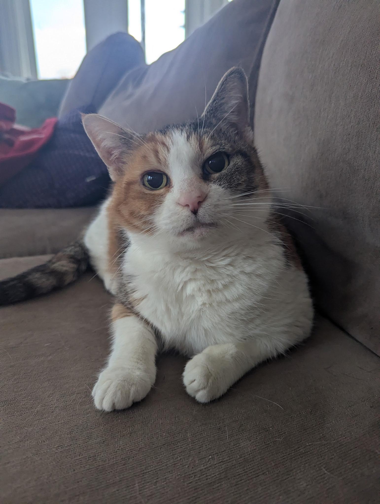 Enlarge Candy, a ADOPTABLE Calico in Kannapolis, NC image 4/6