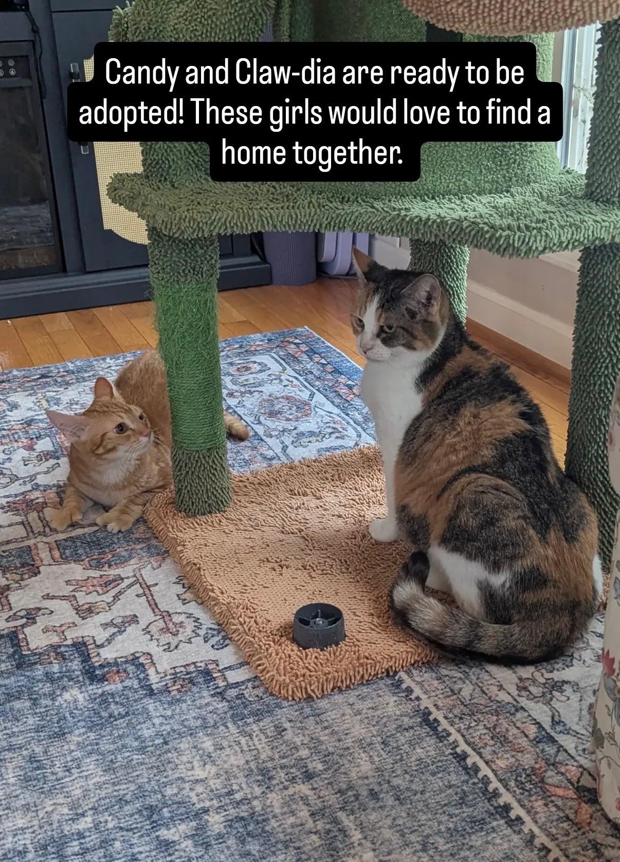 Enlarge Candy, a ADOPTABLE Calico in Kannapolis, NC image 2/6