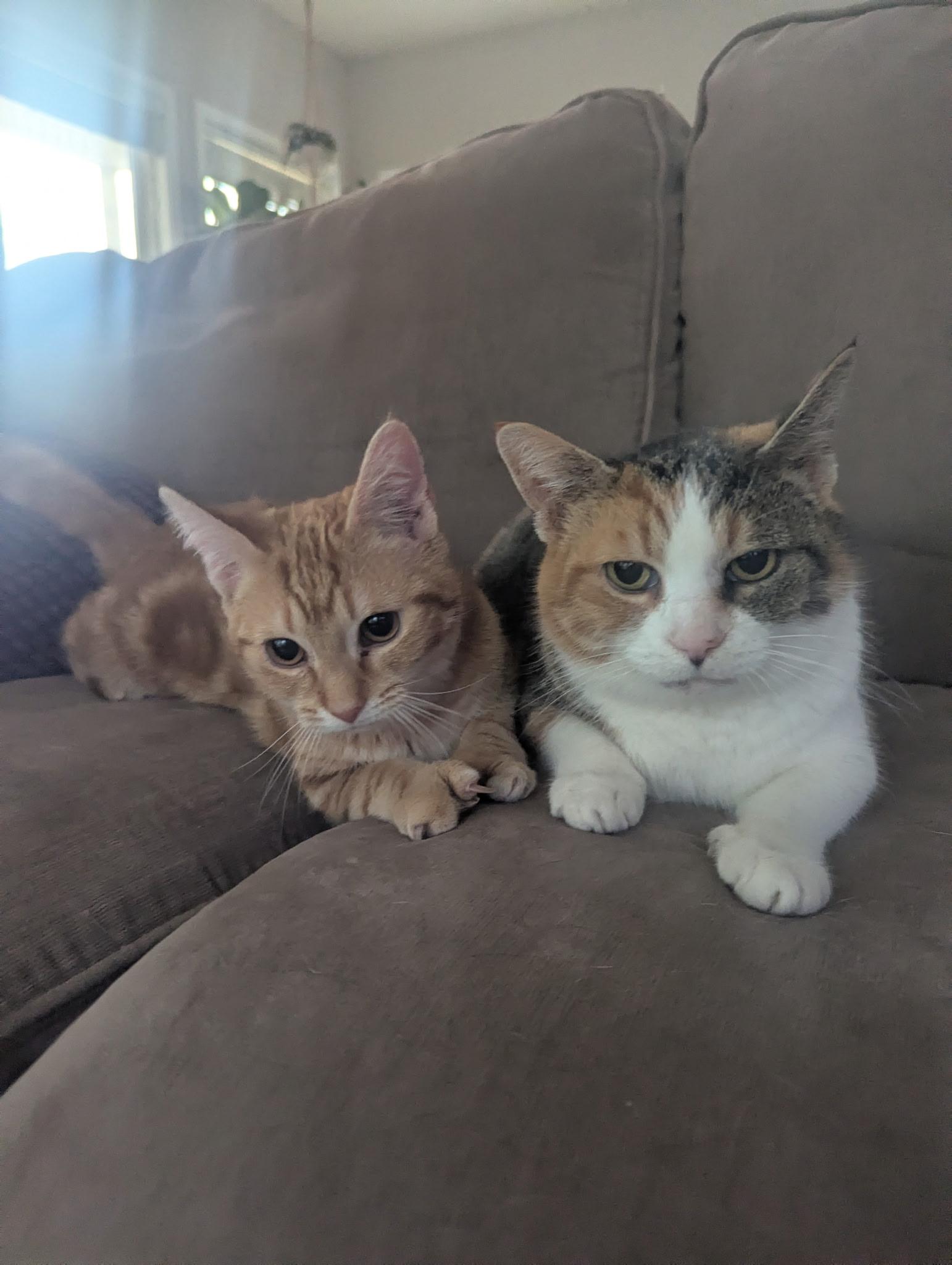 Candy, ADOPTABLE, Kitten Female Calico.