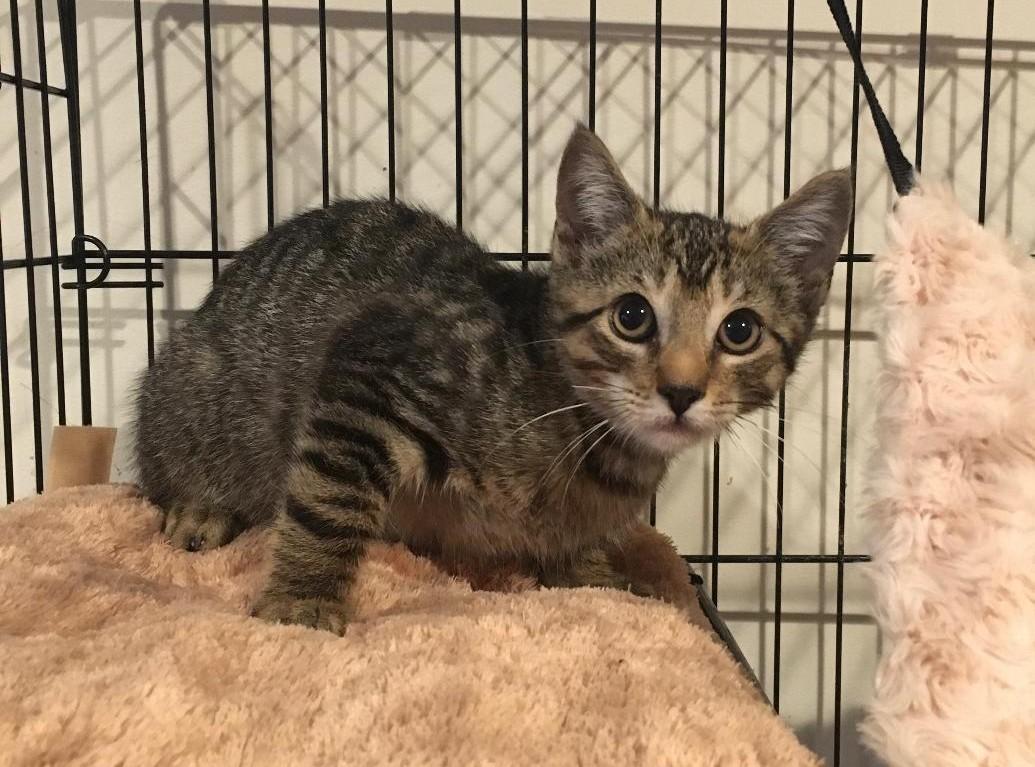 Ricky, a Adoptable Domestic Short Hair in Sayreville, NJ image 1/2