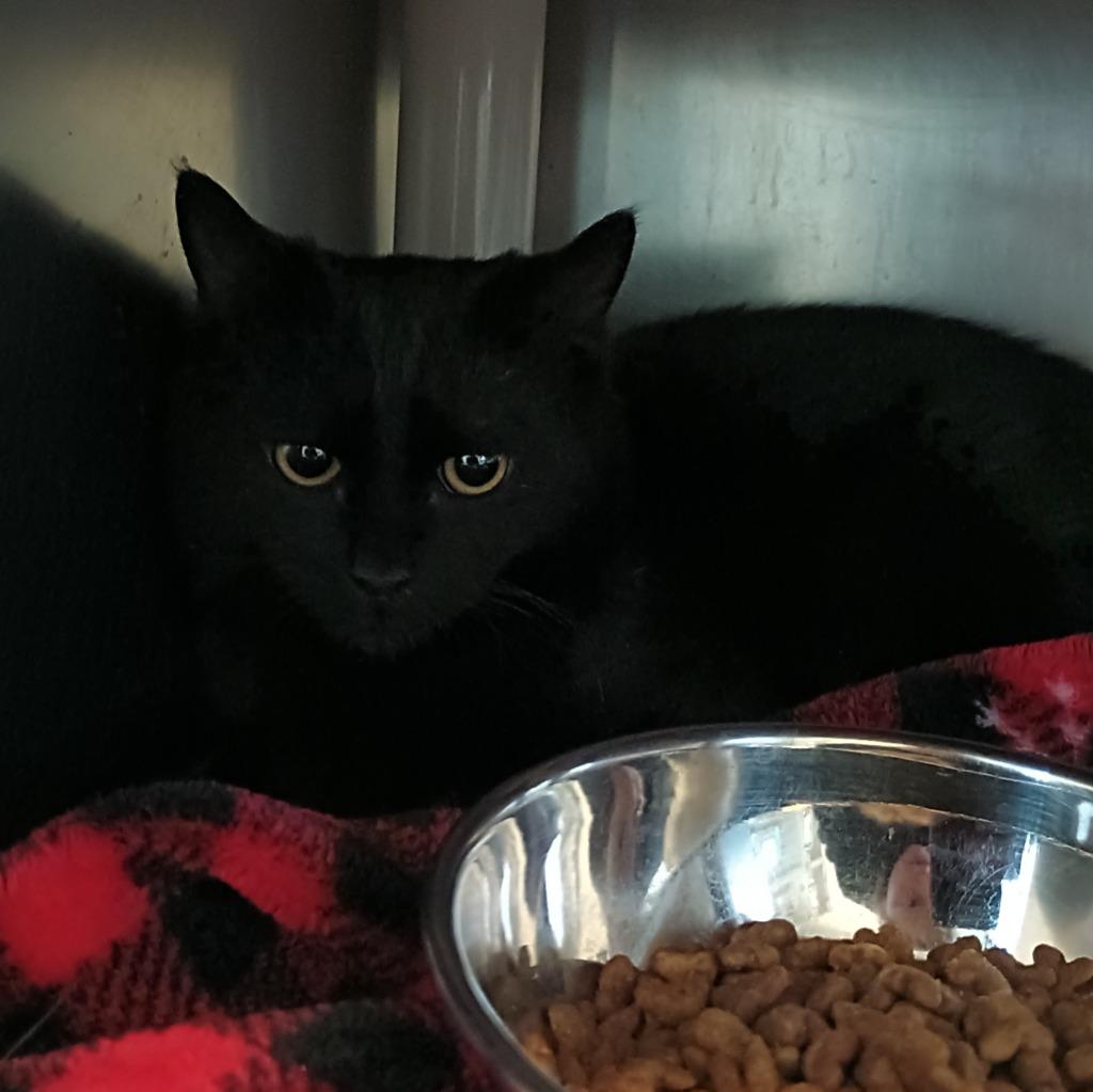 Barry, Adoptable, Kitten Male Domestic Short Hair.