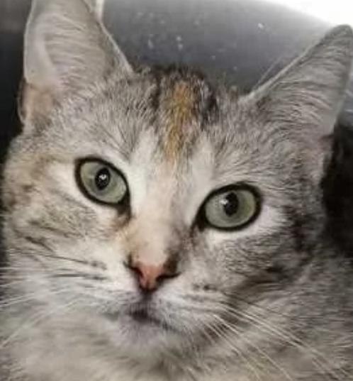 Enlarge Aurora, a ADOPTABLE Domestic Short Hair in Milwaukee, WI image 1/1