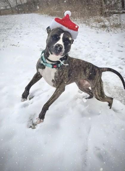 Athena, Adoptable, Adult Female Pit Bull Terrier & Mixed Breed.