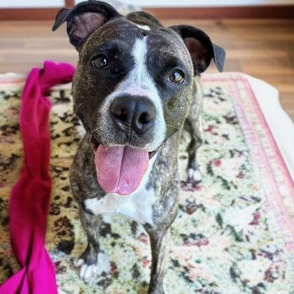 Enlarge Athena, a Adoptable mixed breed in Independence, MO image 2/3