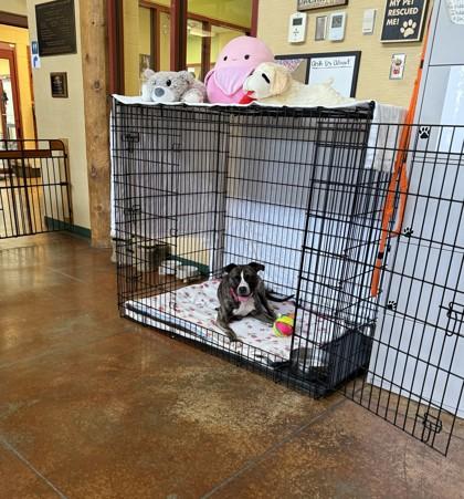 Athena, a Adoptable mixed breed in Independence, MO image 3/3